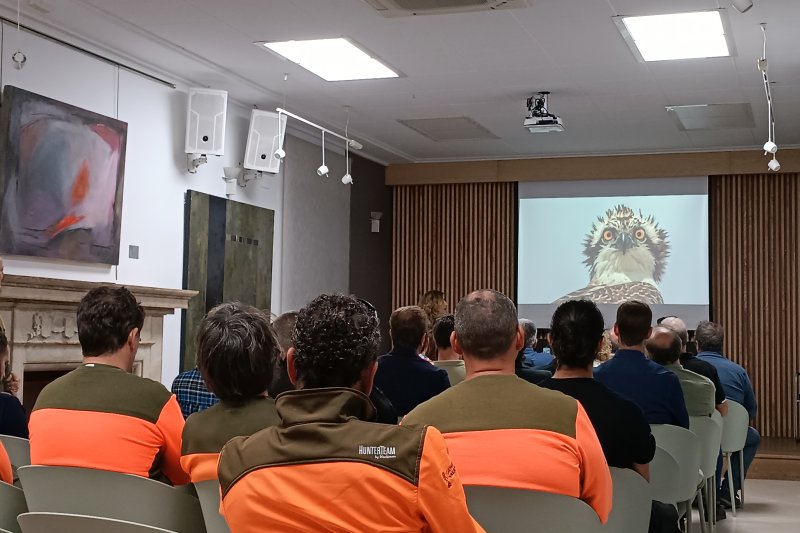 La marjal de Pego-Oliva comptarà amb una dotzena d’àguiles pescadores a partir de juliol La marjal de Pego-Oliva comptarà amb una dotzena d’àguiles pescadores a partir de juliol