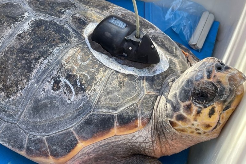 La concesionaria del servicio de vigilancia de las playas de Dénia inicia una campaña de concienciación medioambiental con escolares  La concesionaria del servicio de vigilancia de las playas de Dénia inicia una campaña de concienciación medioambiental con escolares