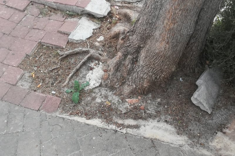 El arbolado de la Font de la Carxofa de Ondara será trasplantado para garantizar su restauración El arbolado de la Font de la Carxofa de Ondara será trasplantado para garantizar su restauración