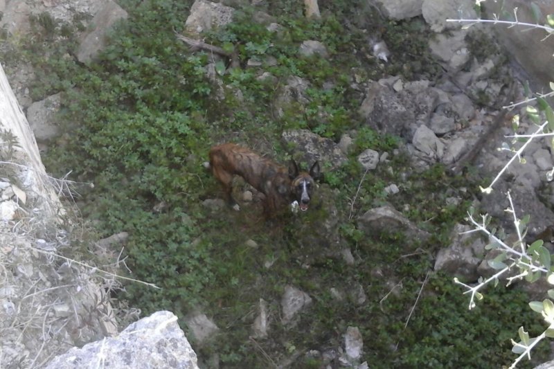 Rescatan un perro de un aljibe en Xàbia Rescatan un perro de un aljibe en Xàbia