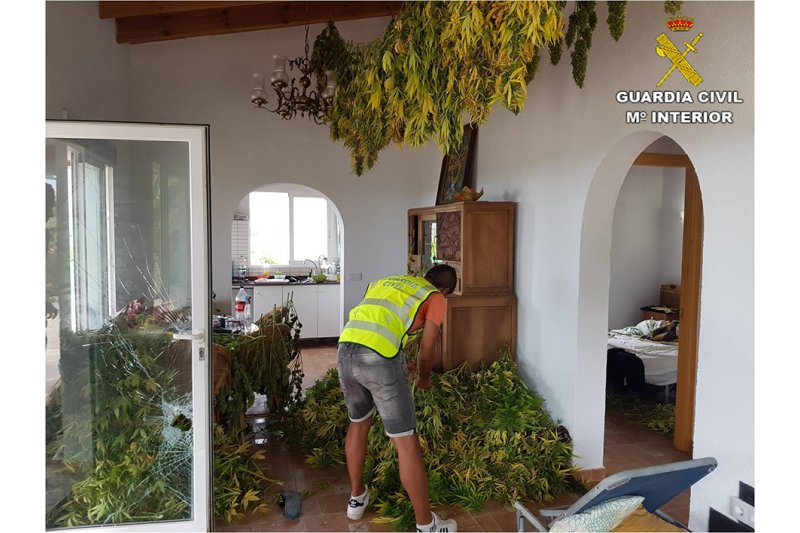 La Guardia Civil detiene en Pego a dos hombres por el cultivo de más de 400 plantas de marihuana La Guardia Civil detiene en Pego a dos hombres por el cultivo de más de 400 plantas de marihuana