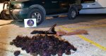 El Servicio de Guardacostas sorprende a dos furtivos con una captura de 344 erizos El Servicio de Guardacostas sorprende a dos furtivos con una captura de 344 erizos