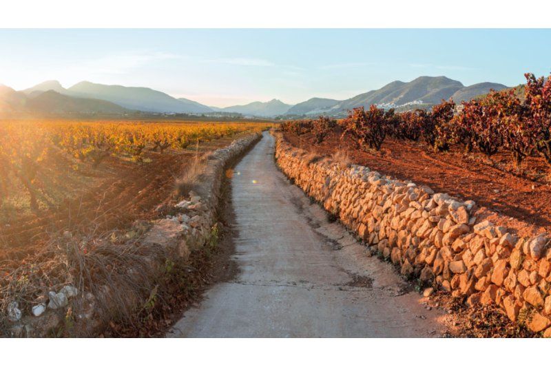 La DOP Alicante y la Ruta del vino salen en defensa de los últimos paisajes vitivinícolas de Alicante La DOP Alicante y la Ruta del vino salen en defensa de los últimos paisajes vitivinícolas de Alicante