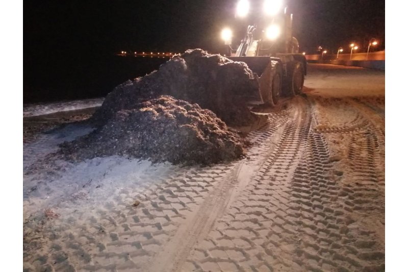 Más de 1.300 toneladas de algas se han recogido en las playas de Dénia en agosto Más de 1.300 toneladas de algas se han recogido en las playas de Dénia en agosto