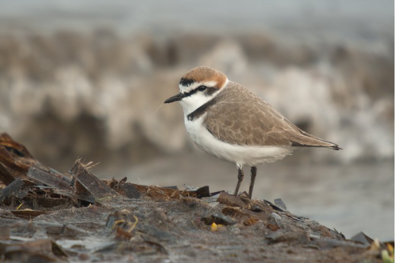 Voluntarios para proteger al chorlitejo en la Nit de Sant Joan Voluntarios para proteger al chorlitejo en la Nit de Sant Joan