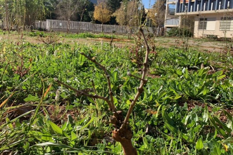 El IES Sorts de la Mar de Dénia gana un premio del Ministerio por el proyecto del jardín cultural y sostenible  El IES Sorts de la Mar de Dénia gana un premio del Ministerio por el proyecto del jardín cultural y sostenible