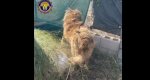 La Policía Local de Dénia rescata a un perro en estado de abandono La Policía Local de Dénia rescata a un perro en estado de abandono