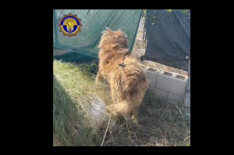 La Policía Local de Dénia rescata a un perro en estado de abandono La Policía Local de Dénia rescata a un perro en estado de abandono