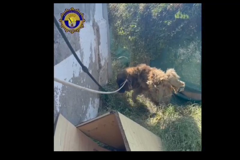 La Policía Local de Dénia rescata a un perro en estado de abandono La Policía Local de Dénia rescata a un perro en estado de abandono