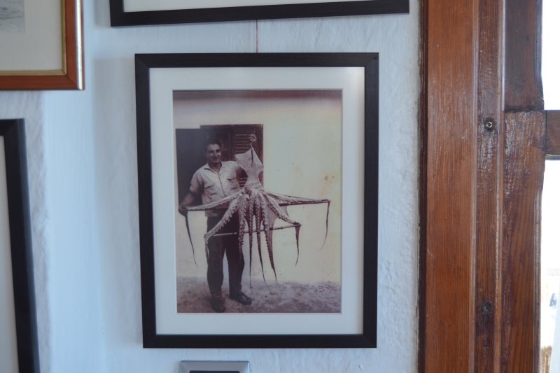 El polp en la memòria El polp en la memòria