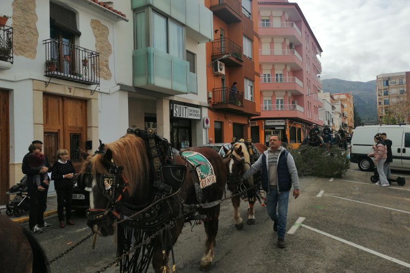 El Club Esportiu els Carreters de Pego prepara Sant Antoni amb la baixada del pi per a la foguera El Club Esportiu els Carreters de Pego prepara Sant Antoni amb la baixada del pi per a la foguera
