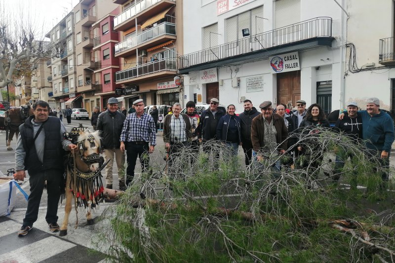 El Club Esportiu els Carreters de Pego prepara Sant Antoni amb la baixada del pi per a la foguera El Club Esportiu els Carreters de Pego prepara Sant Antoni amb la baixada del pi per a la foguera