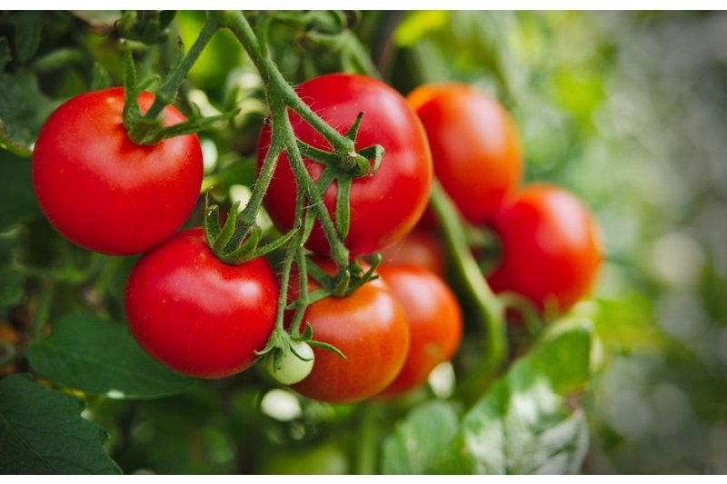 El bancal de Masca/JOSEP V. MASCARELL: Sobre la guerra i la pau El bancal de Masca/JOSEP V. MASCARELL: Sobre la guerra i la pau