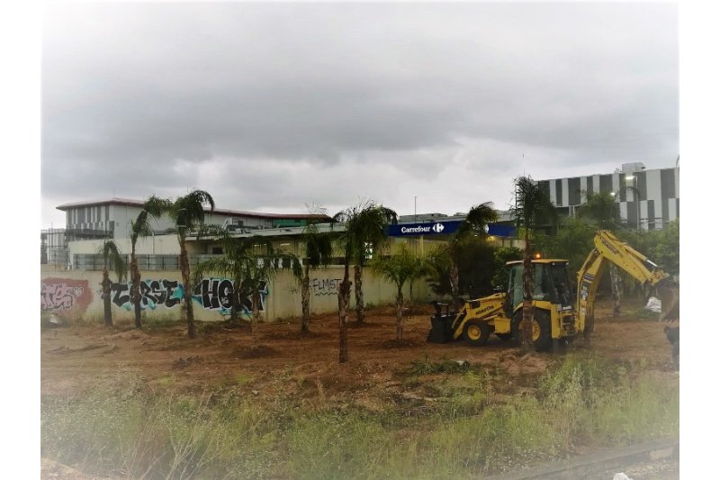Plantación de cocoteros a la entrada del centro comercial de Ondara Plantación de cocoteros a la entrada del centro comercial de Ondara
