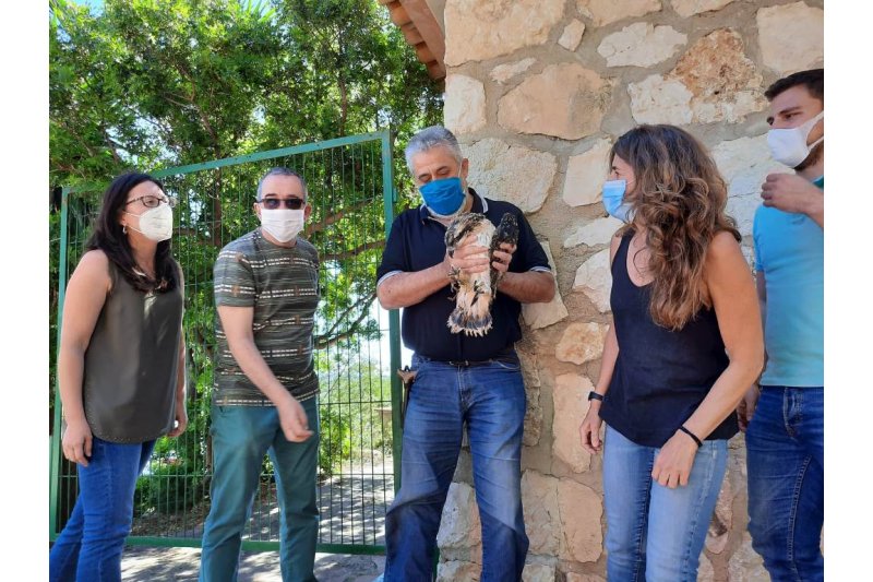 Un polluelo de Menorca inicia la segunda fase de la reintroducción del águila pescadora en la marjal  Un polluelo de Menorca inicia la segunda fase de la reintroducción del águila pescadora en la marjal
