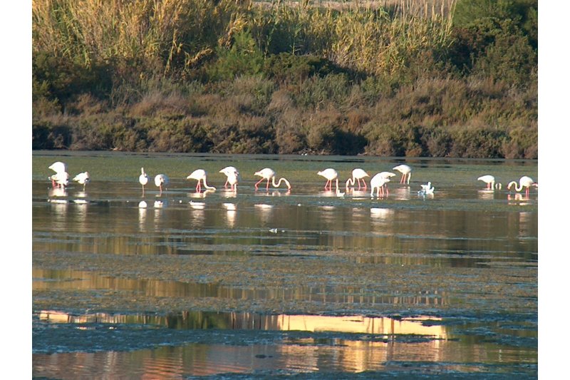 Los flamencos se quedan en Las Salinas Los flamencos se quedan en Las Salinas