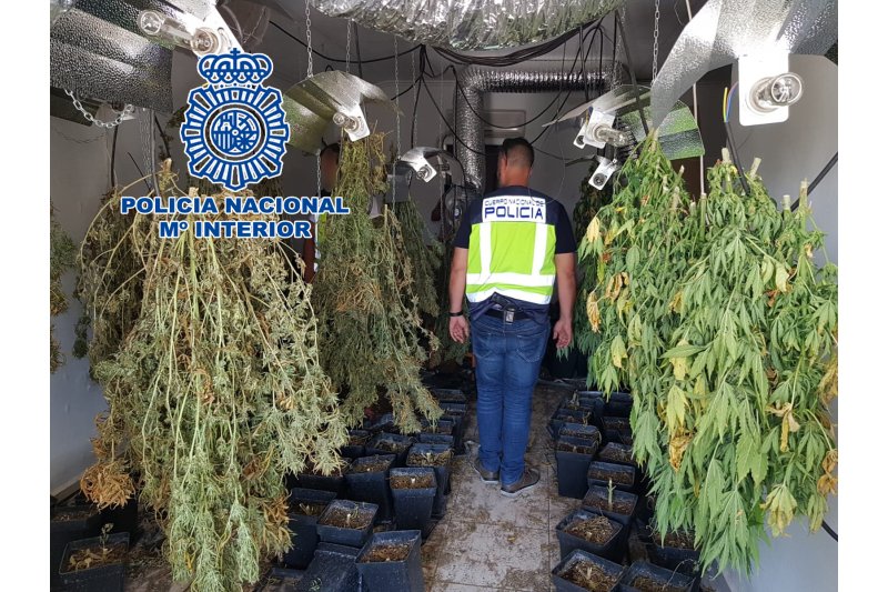 La Policía Nacional desmantela en Dénia una plantación de marihuana y detiene a tres personas  La Policía Nacional desmantela en Dénia una plantación de marihuana y detiene a tres personas