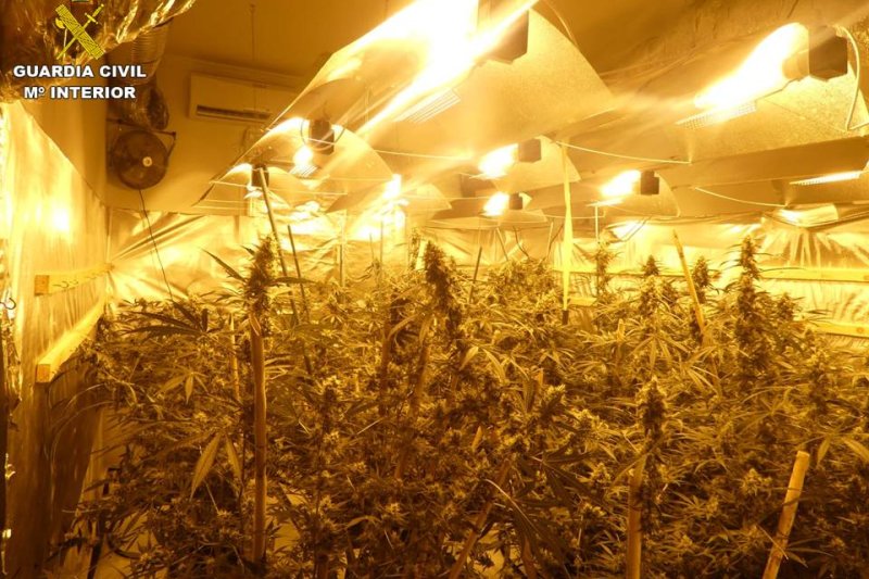 La Guardia Civil desmantela tres laboratorios de marihuana en la Marina Alta La Guardia Civil desmantela tres laboratorios de marihuana en la Marina Alta