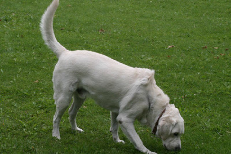 La Generalitat impulsa una campaña contra el abandono animal La Generalitat impulsa una campaña contra el abandono animal