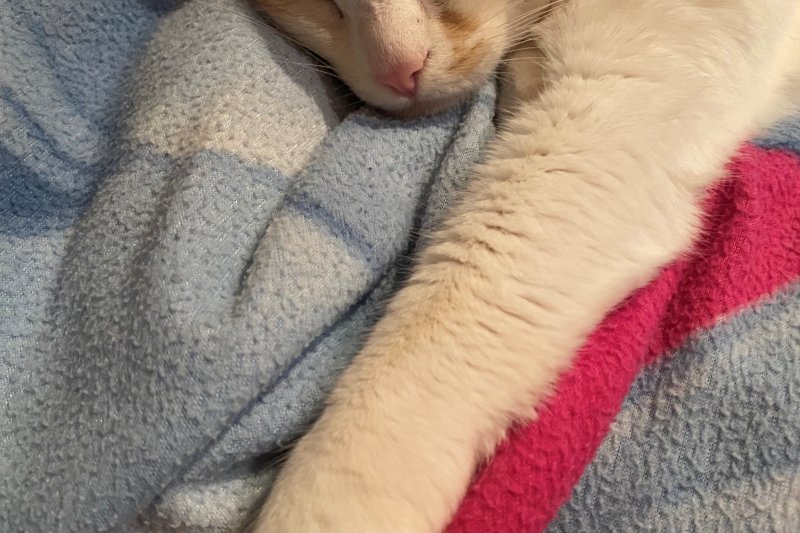 La Generalitat impulsa una campaña contra el abandono animal La Generalitat impulsa una campaña contra el abandono animal