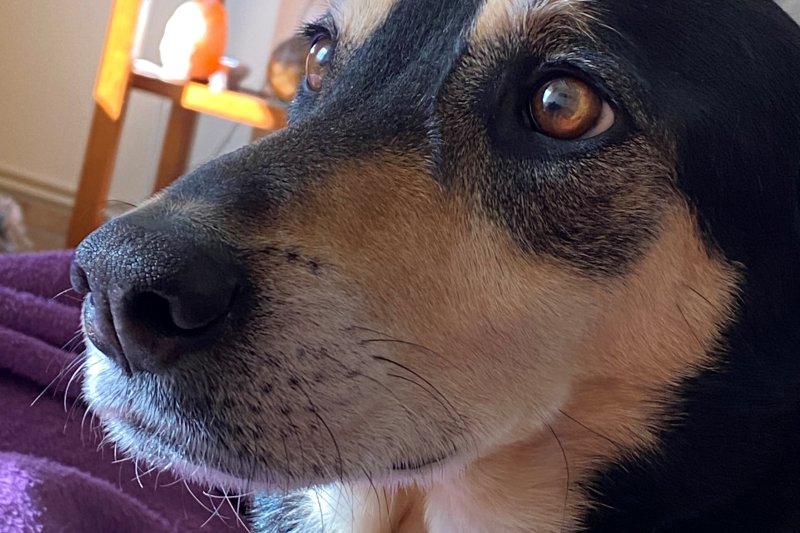 La Generalitat impulsa una campaña contra el abandono animal La Generalitat impulsa una campaña contra el abandono animal