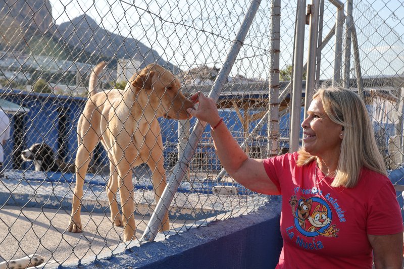 La Generalitat impulsa una campaña contra el abandono animal La Generalitat impulsa una campaña contra el abandono animal