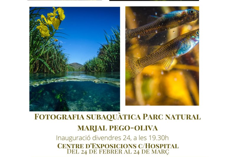 Ortolà e Ivars sumergen el Centro de Exposiciones de Pego en el fondo acuático de la marjal Ortolà e Ivars sumergen el Centro de Exposiciones de Pego en el fondo acuático de la marjal