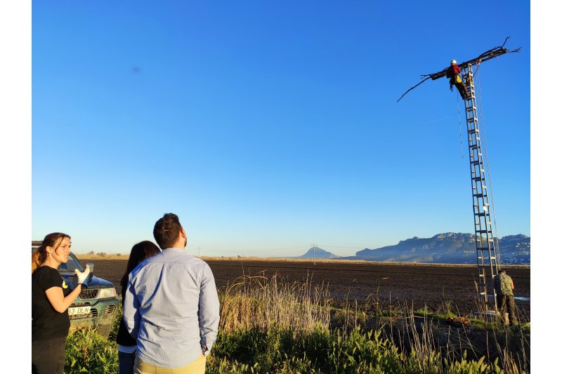 Pego instala posadores en el parque natural de la marjal para mejorar la habitabilidad de las aves rapaces  Pego instala posadores en el parque natural de la marjal para mejorar la habitabilidad de las aves rapaces