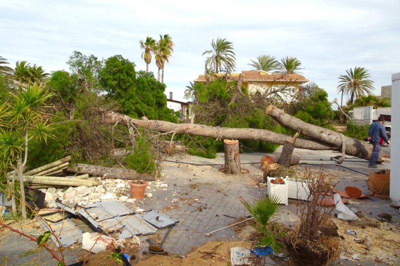 Tala de pinos en la parcela de la urbanización Las Olas Tala de pinos en la parcela de la urbanización Las Olas