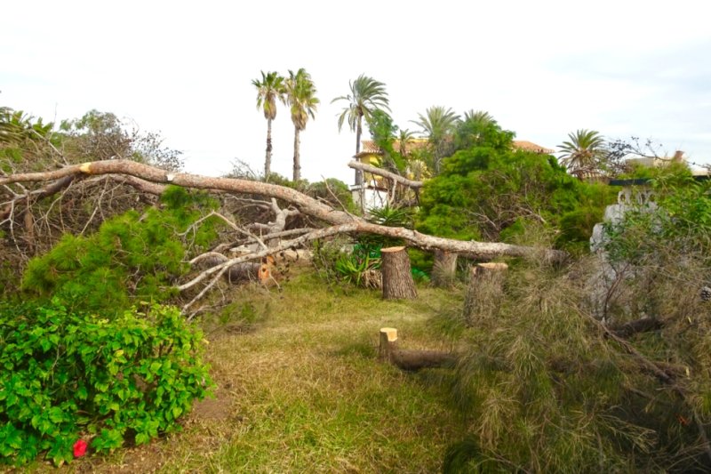Tala de pinos en la parcela de la urbanización Las Olas Tala de pinos en la parcela de la urbanización Las Olas