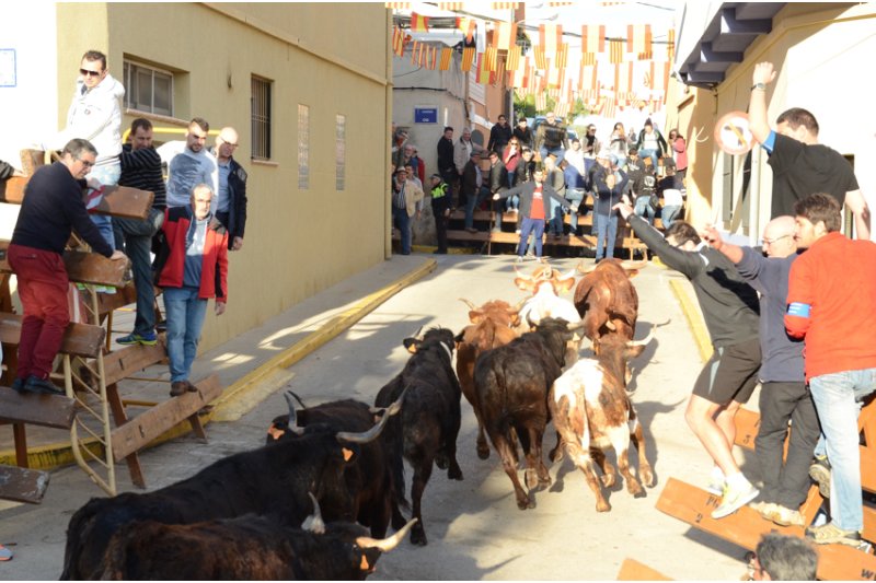 Bous al carrer i set dies de festa en dos intensos caps de setmana per Sant Blai de Pedreguer Bous al carrer i set dies de festa en dos intensos caps de setmana per Sant Blai de Pedreguer