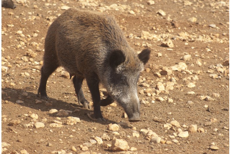 La fiebre del jabalí La fiebre del jabalí