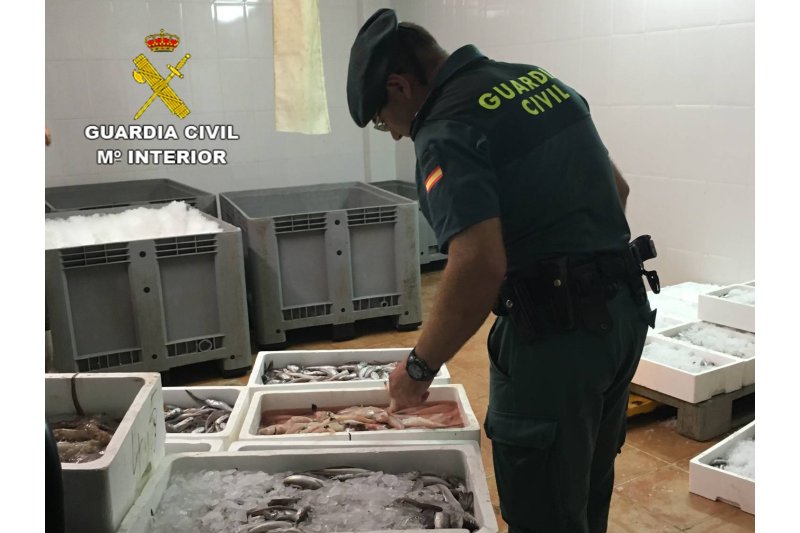 La Guardia Civil interviene en Calp 300 kilos de pescado ilegal La Guardia Civil interviene en Calp 300 kilos de pescado ilegal