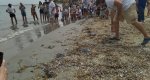 Sueltan siete tortugas nacidas en Dénia tras su periodo de crecimiento  Sueltan siete tortugas nacidas en Dénia tras su periodo de crecimiento