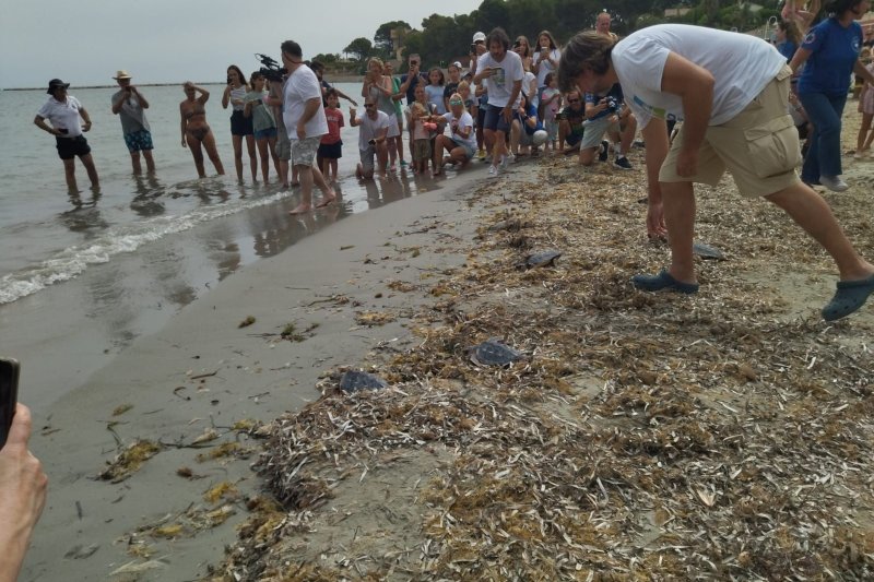 Sueltan siete tortugas nacidas en Dénia tras su periodo de crecimiento  Sueltan siete tortugas nacidas en Dénia tras su periodo de crecimiento