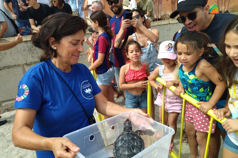 Sueltan siete tortugas nacidas en Dénia tras su periodo de crecimiento  Sueltan siete tortugas nacidas en Dénia tras su periodo de crecimiento