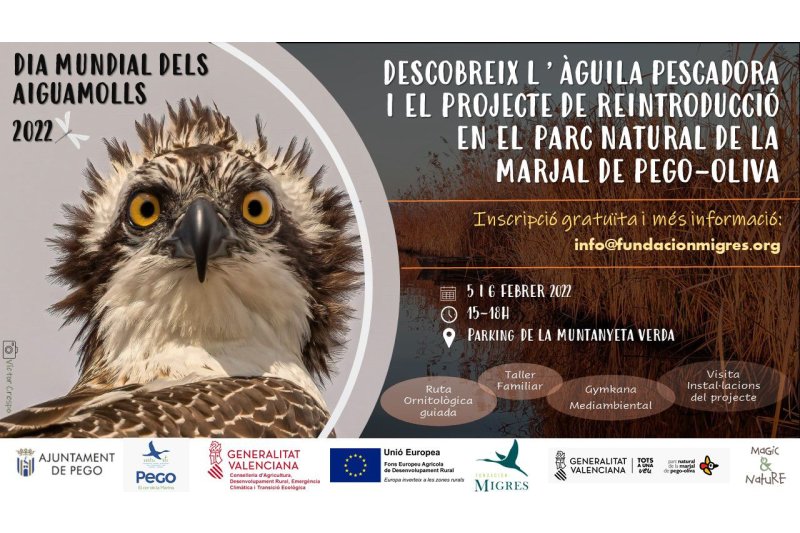 Pego conmemora el Día Internacional de los Humedales con unas jornadas sobre el águila pescadora Pego conmemora el Día Internacional de los Humedales con unas jornadas sobre el águila pescadora