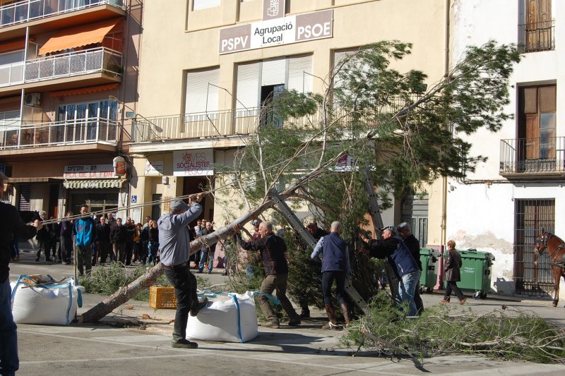 Plantada de pi i foguera per a celebrar Sant Antoni a Pego Plantada de pi i foguera per a celebrar Sant Antoni a Pego