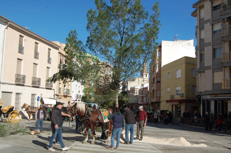 Plantada de pi i foguera per a celebrar Sant Antoni a Pego Plantada de pi i foguera per a celebrar Sant Antoni a Pego