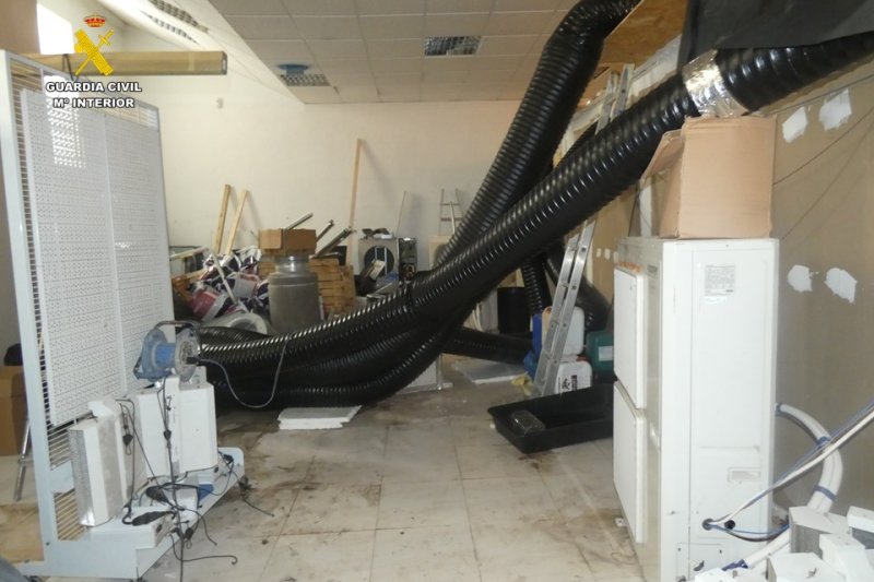 La Guardia Civil desmantela un cultivo con más de 2.400 plantas de marihuana en Els Poblets  La Guardia Civil desmantela un cultivo con más de 2.400 plantas de marihuana en Els Poblets