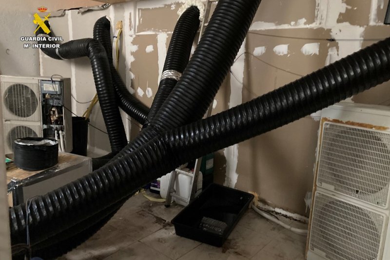 La Guardia Civil desmantela un cultivo con más de 2.400 plantas de marihuana en Els Poblets  La Guardia Civil desmantela un cultivo con más de 2.400 plantas de marihuana en Els Poblets