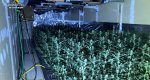 La Guardia Civil desmantela un cultivo con más de 2.400 plantas de marihuana en Els Poblets  La Guardia Civil desmantela un cultivo con más de 2.400 plantas de marihuana en Els Poblets