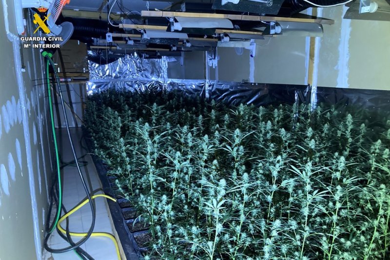 La Guardia Civil desmantela un cultivo con más de 2.400 plantas de marihuana en Els Poblets  La Guardia Civil desmantela un cultivo con más de 2.400 plantas de marihuana en Els Poblets