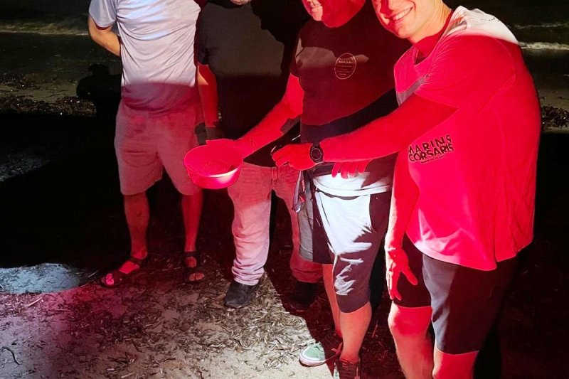 Nacen casi cien tortugas en la Marineta Cassiana  Nacen casi cien tortugas en la Marineta Cassiana