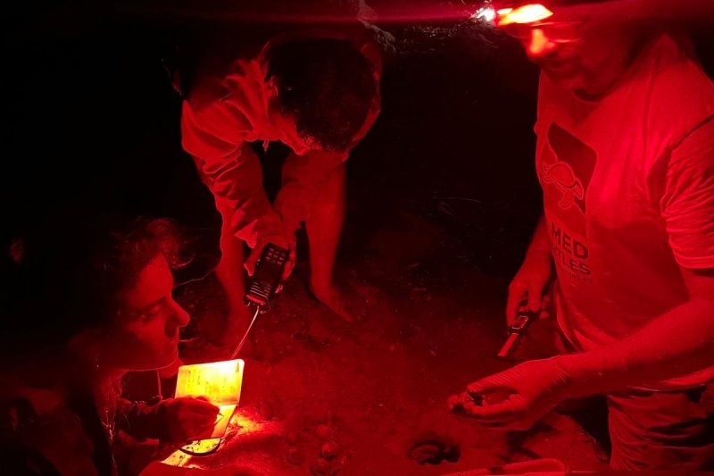 Nacen casi cien tortugas en la Marineta Cassiana  Nacen casi cien tortugas en la Marineta Cassiana