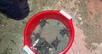 Nacen casi cien tortugas en la Marineta Cassiana  Nacen casi cien tortugas en la Marineta Cassiana