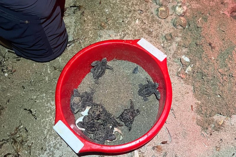 Nacen casi cien tortugas en la Marineta Cassiana  Nacen casi cien tortugas en la Marineta Cassiana