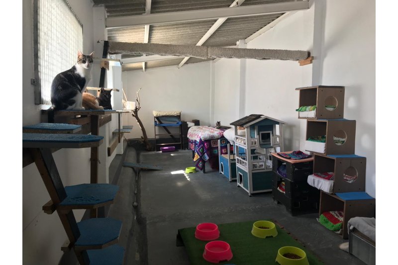 Nou refugi per a gats en l’antic escorxador de Benissa Nou refugi per a gats en l’antic escorxador de Benissa