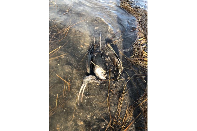 Seis pájaros de una especie protegida han sido abatidos por disparos en la Marjal de Pego Seis pájaros de una especie protegida han sido abatidos por disparos en la Marjal de Pego