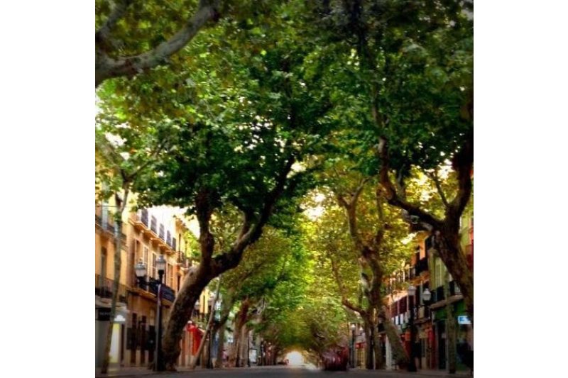 El equipo de gobierno de Dénia  destina casi 45.000 euros para hacer un estudio sobre los árboles municipales  El equipo de gobierno de Dénia  destina casi 45.000 euros para hacer un estudio sobre los árboles municipales